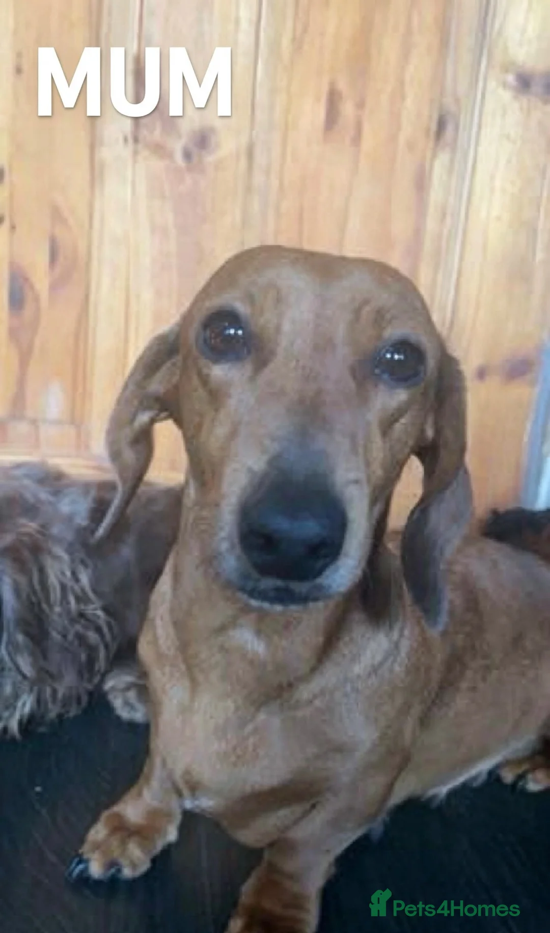 Dachshund dogs for sale: 4 Beautiful miniature dachshund puppies  - Advert 10