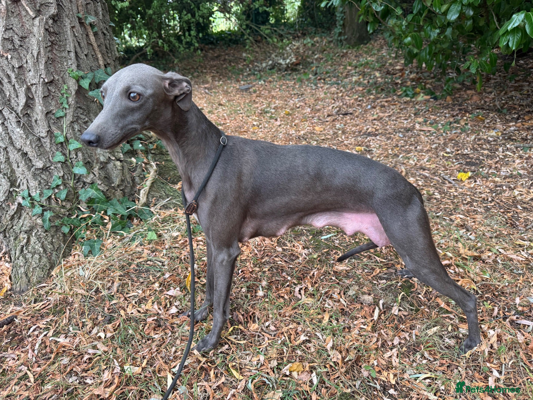 Whippet dogs BEAUTIFUL MIXED LITTER OF TRUE SHOW TYPE WHIPPETS - Advert 1