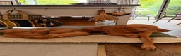 Hungarian Vizsla dogs for sale: Gorgeous Vizsla puppies (DOB18/4) 2 girls, 2 boys - Advert 7