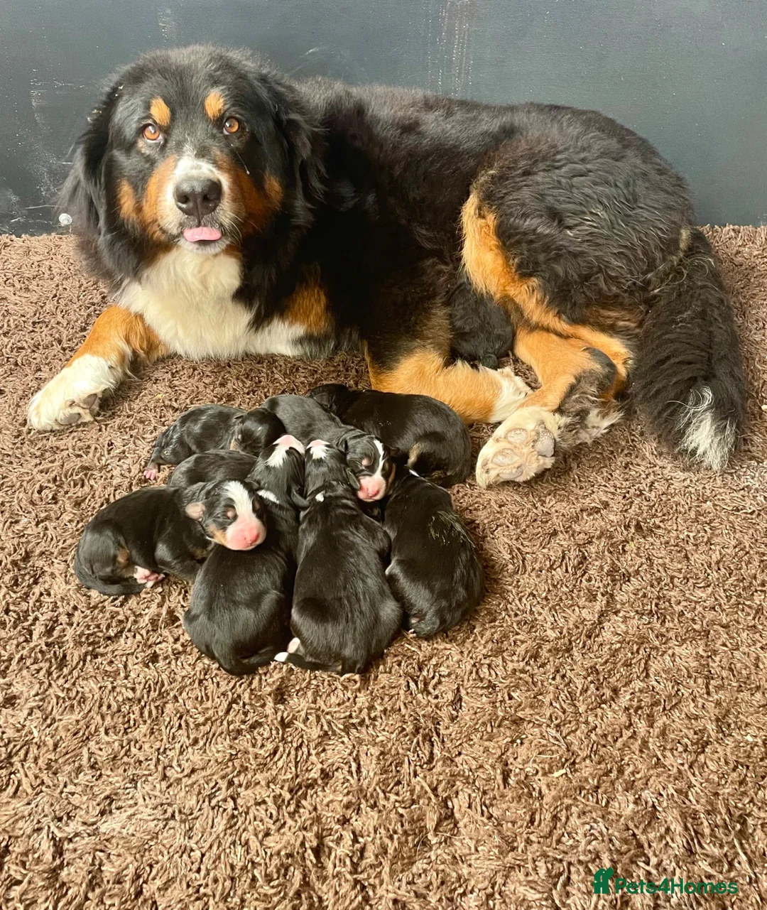 Bernese Mountain Dog dogs for sale: Bernese Mountain Dog Puppies - Advert 13