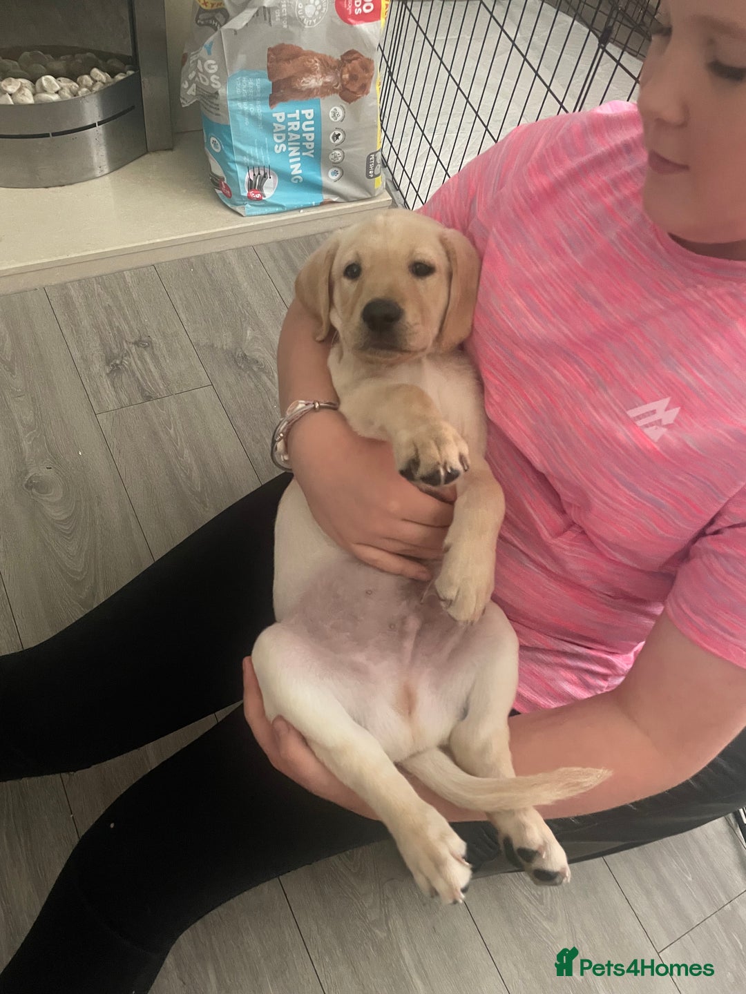 Labrador Retriever dogs for sale: Labrador puppy with papers  - Image 8