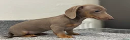 Miniature Dachshund dogs for sale: 💙Carry fluffy Isabella Mini Dachshund Puppies🐶❤️ - Advert 22