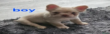 French Bulldog 1