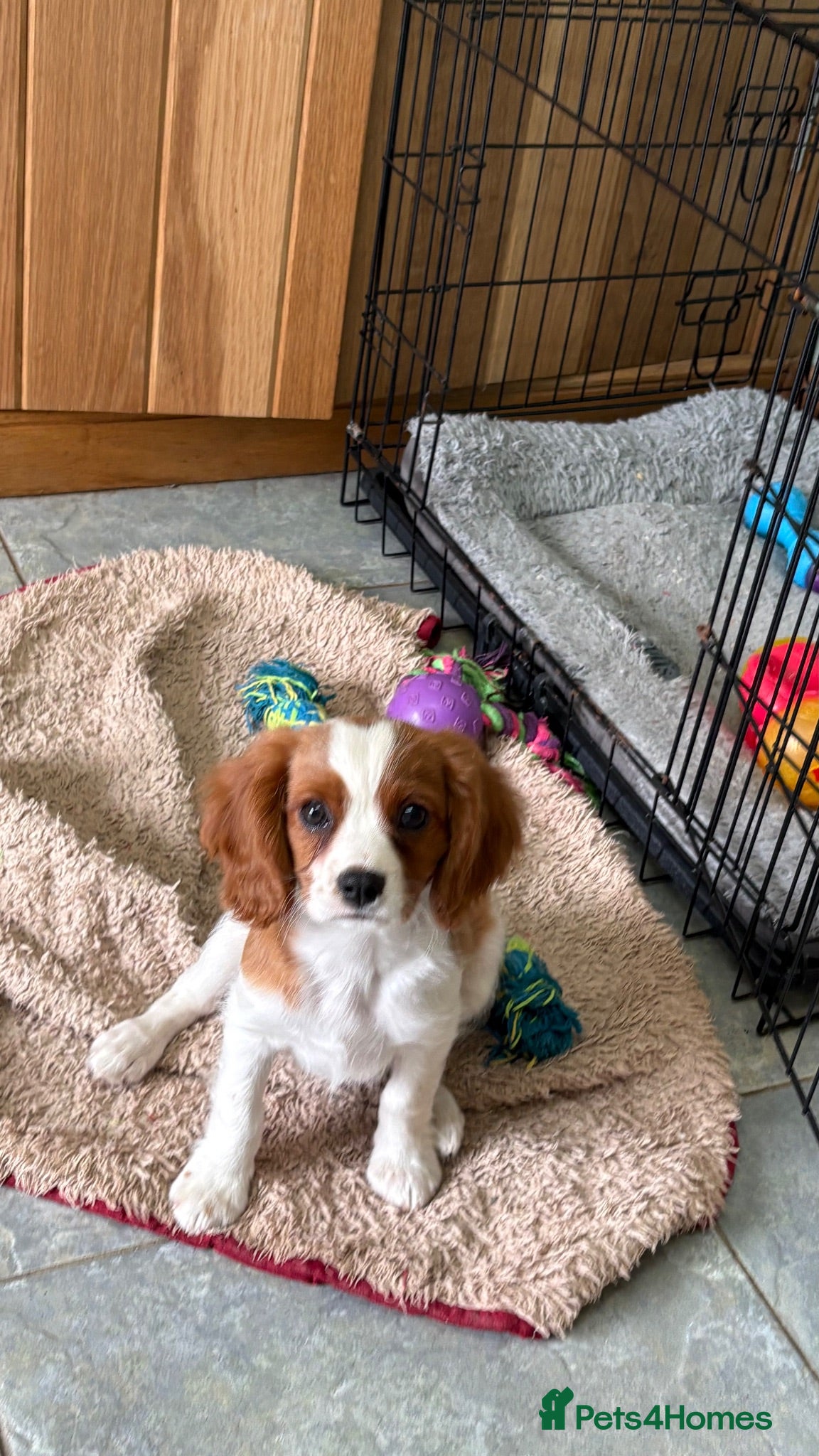 Cavalier King Charles Spaniel dogs K C Reg Fully Vaccinated  - Advert 2