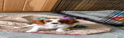 Cavalier King Charles Spaniel dogs for sale: K C Reg Fully Vaccinated  - Advert 5