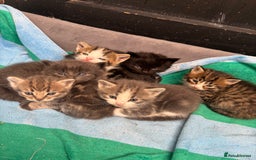 Mixed Breed cats for sale: Kittens  - Image 1