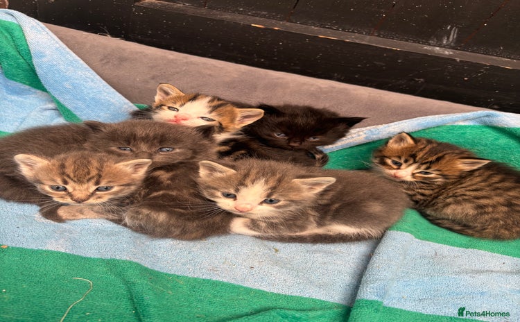 Mixed Breed cats - Advert 11