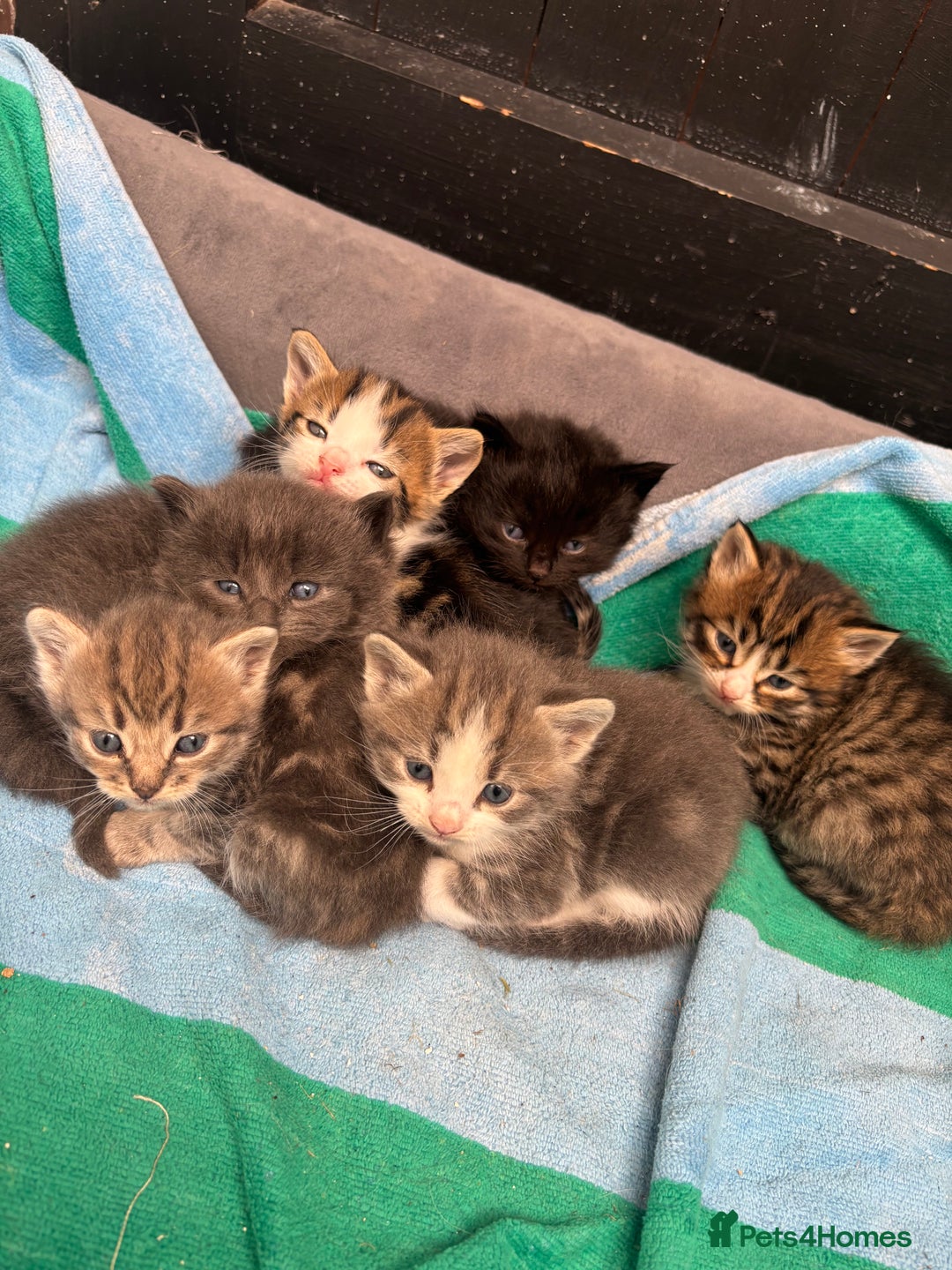 Mixed Breed cats for sale: Kittens  - Image 1