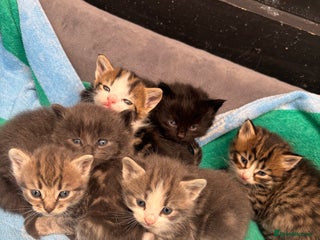 Mixed Breed cats - Advert 31