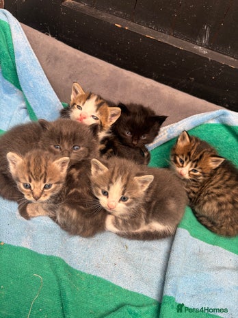 Mixed Breed cats - Advert 17