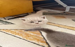 British Shorthair cats for sale: Gorgeous Kittens Ready to Find Their Forever Homes - Image 12