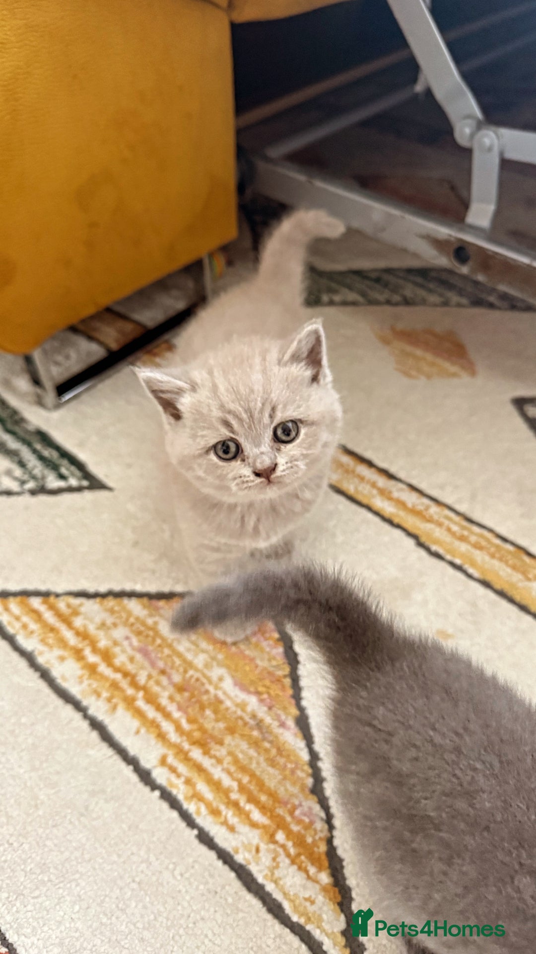 British Shorthair cats for sale: Gorgeous Kittens Ready to Find Their Forever Homes - Image 12