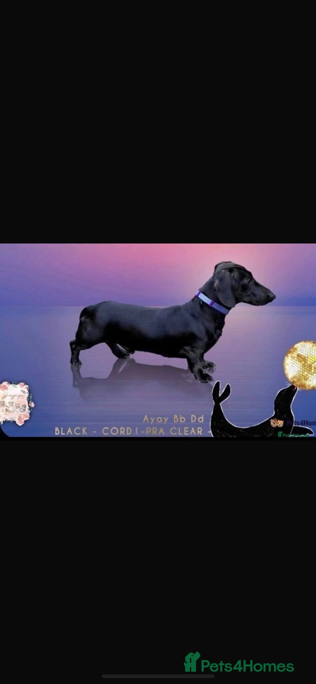 Dachshund dogs for sale: Miniature Dachshund Puppies  - Image 25