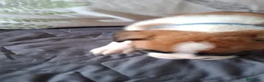Boxer 6