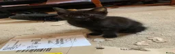 Mixed Breed cats for sale: Two black kittens for sale in Totnes - Advert 3