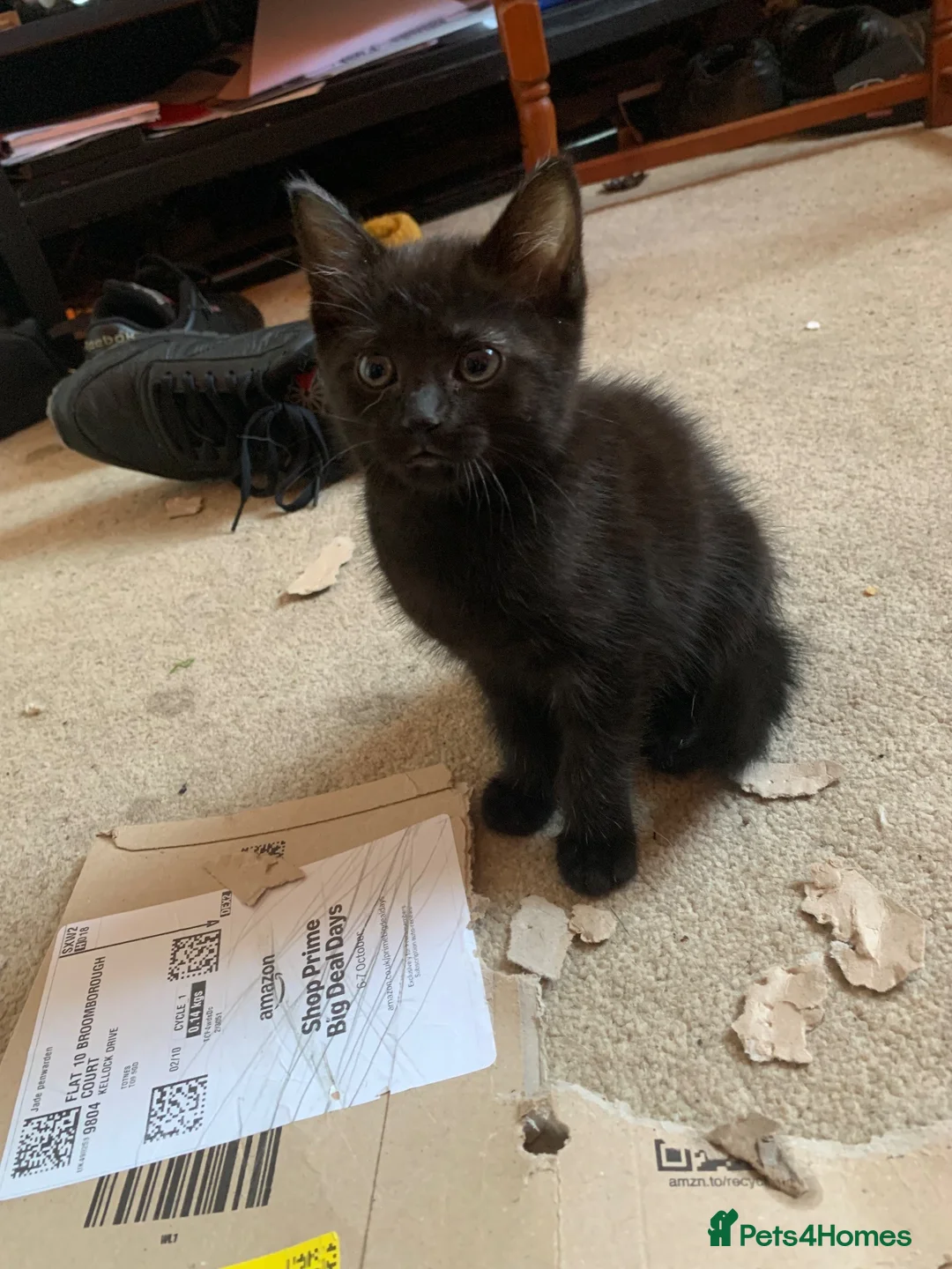 Mixed Breed cats for sale: Two black kittens for sale in Totnes - Advert 3
