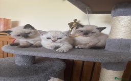 British Shorthair cats for sale:  British shorthair colourpoint pedigree kittens  - Image 1