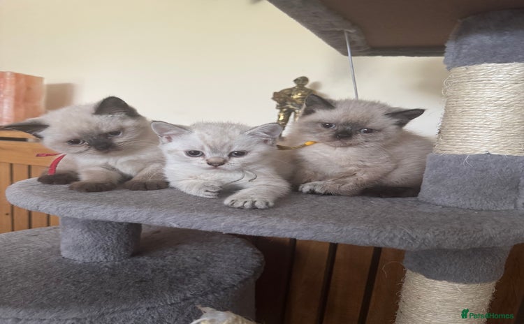 British Shorthair cats - Advert 6