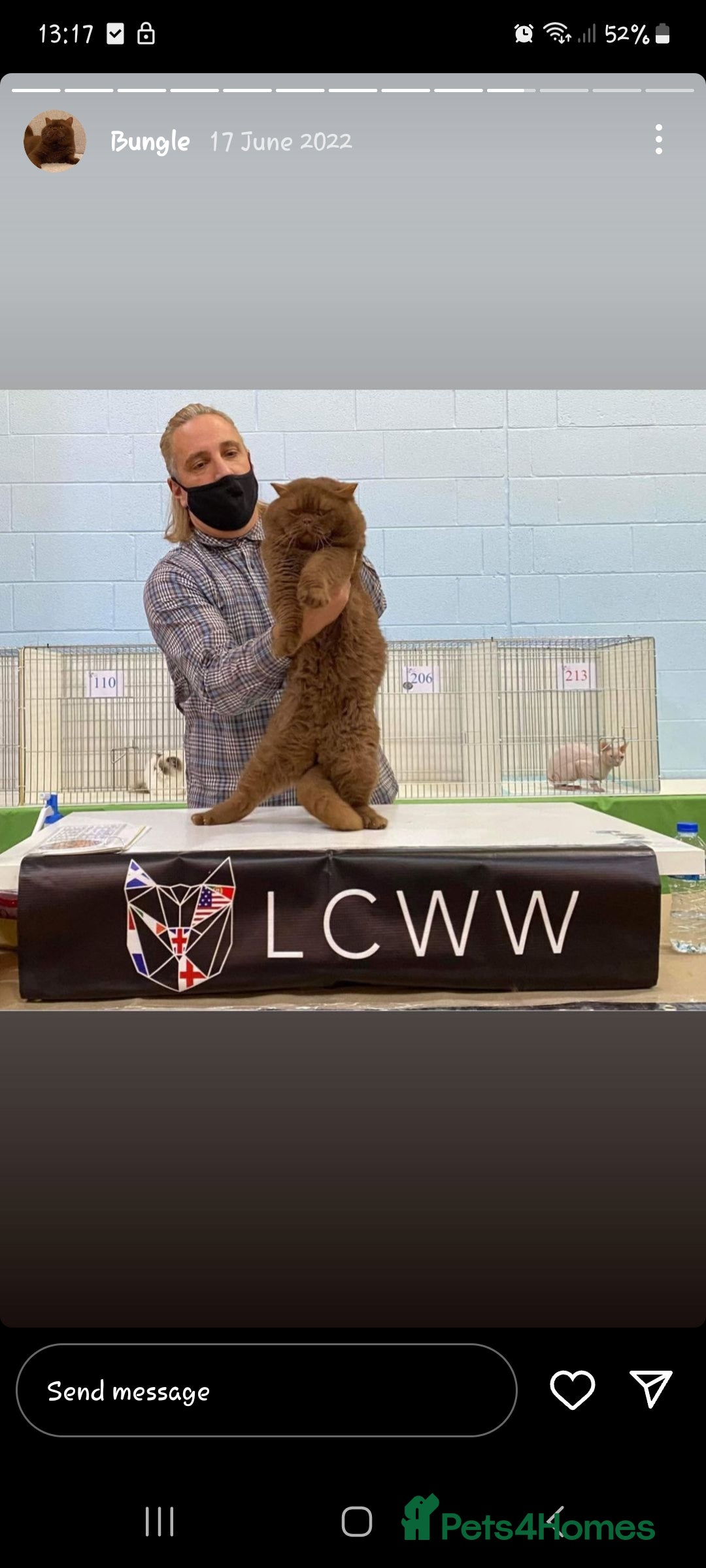 British Shorthair cats for sale: Gccf champion line rare fawn bsh kittens - Image 17