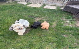 Cockapoo dogs for sale: Beautiful cocker spaniel x cockapoo - Image 2