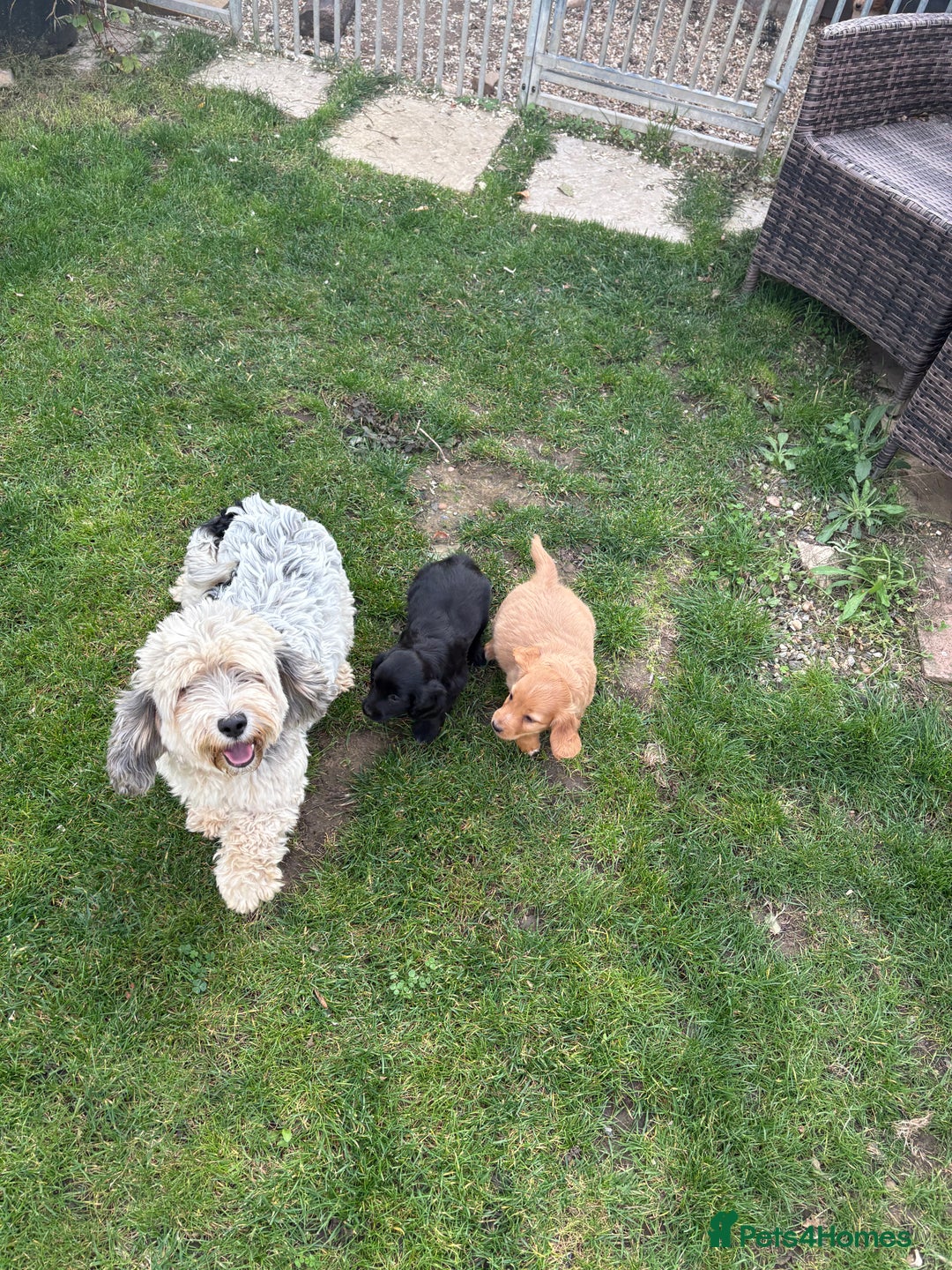 Cockapoo dogs for sale: Beautiful cocker spaniel x cockapoo - Image 2