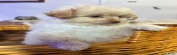 Pomapoo dogs for sale: Pure Fluff  Balls Pomapoos  - Advert 4
