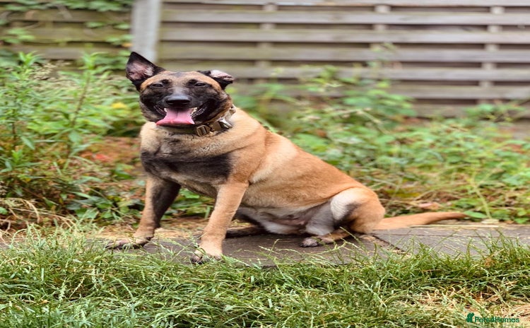 Mixed Breed dogs - Advert 1