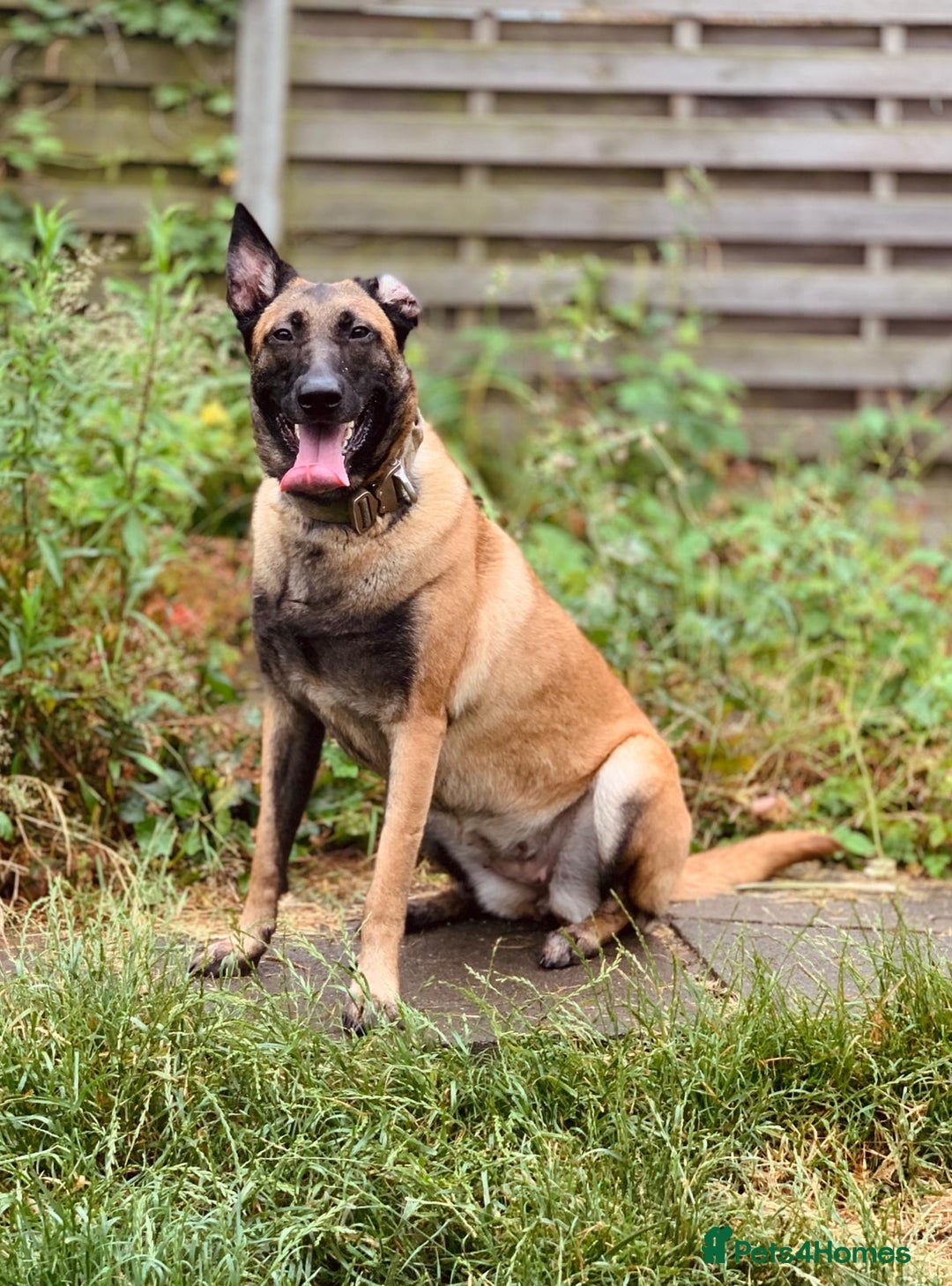 Mixed Breed dogs for sale: Belgium malinois cross German shepherds  - Image 1