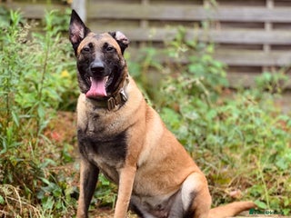 Mixed Breed dogs - Advert 8