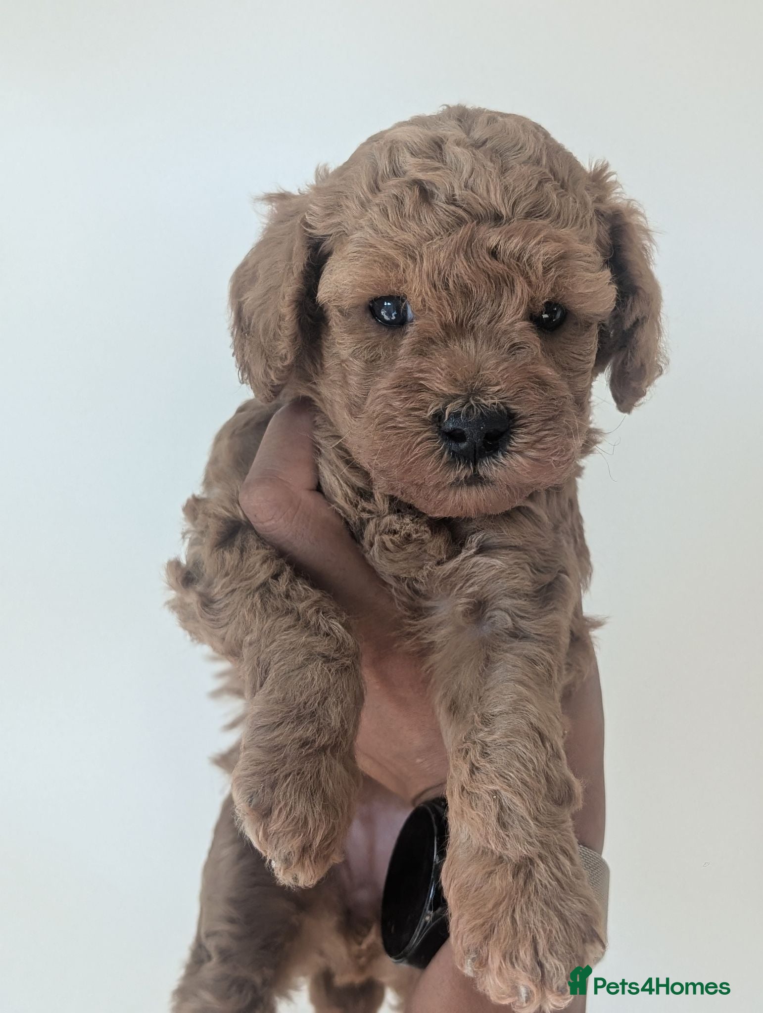 Cockapoo dogs F1BB cockapoo puppies 3 Sabel Boys - Advert 8
