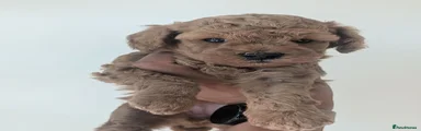 Cockapoo Puppy 4