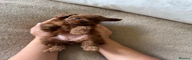 Toy Poodle 3
