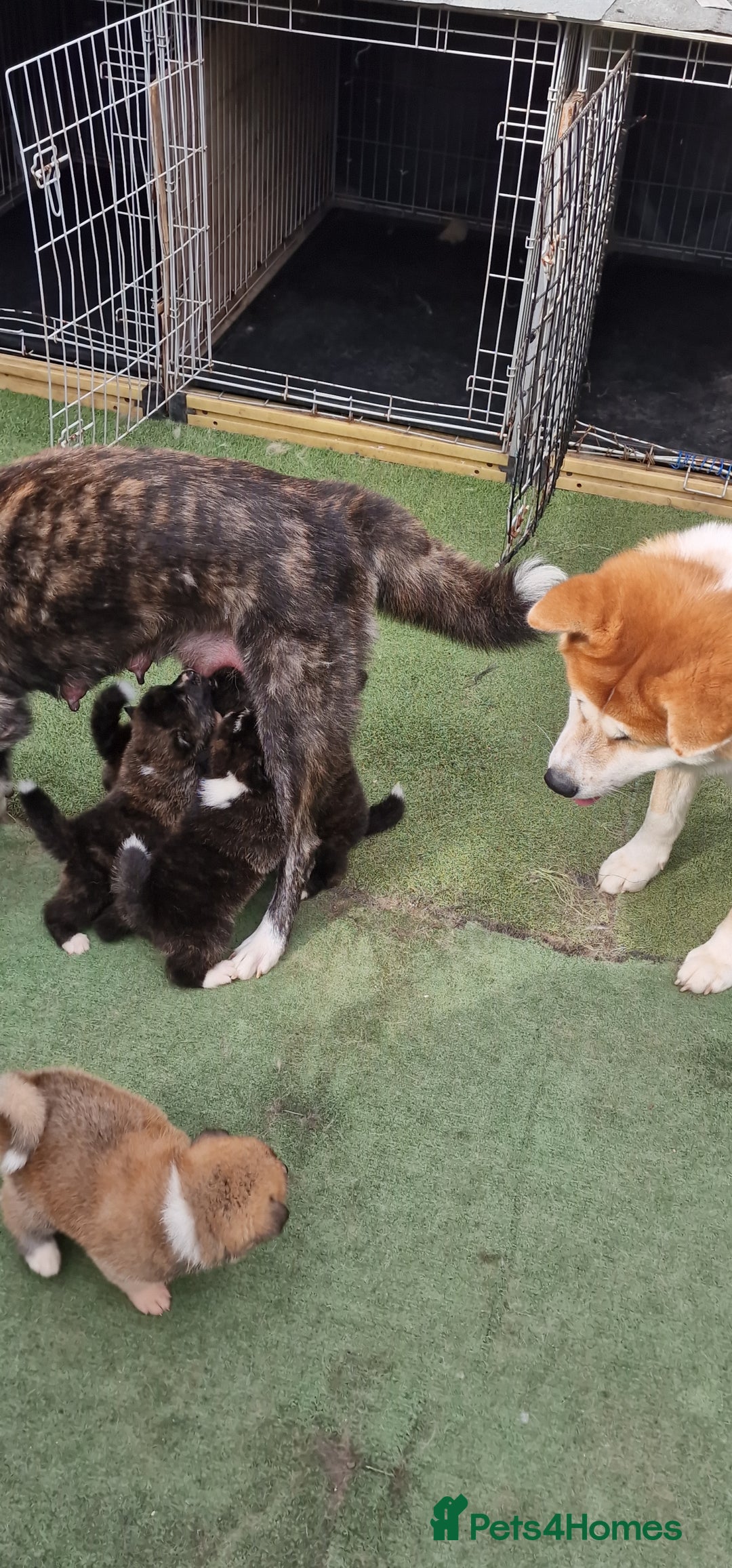 Akita dogs for sale: Akita Inu Japonese - Image 7