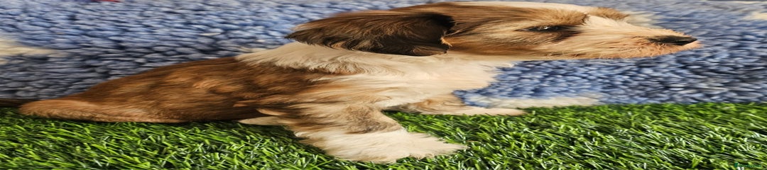 Tibetan Terrier Puppy 2