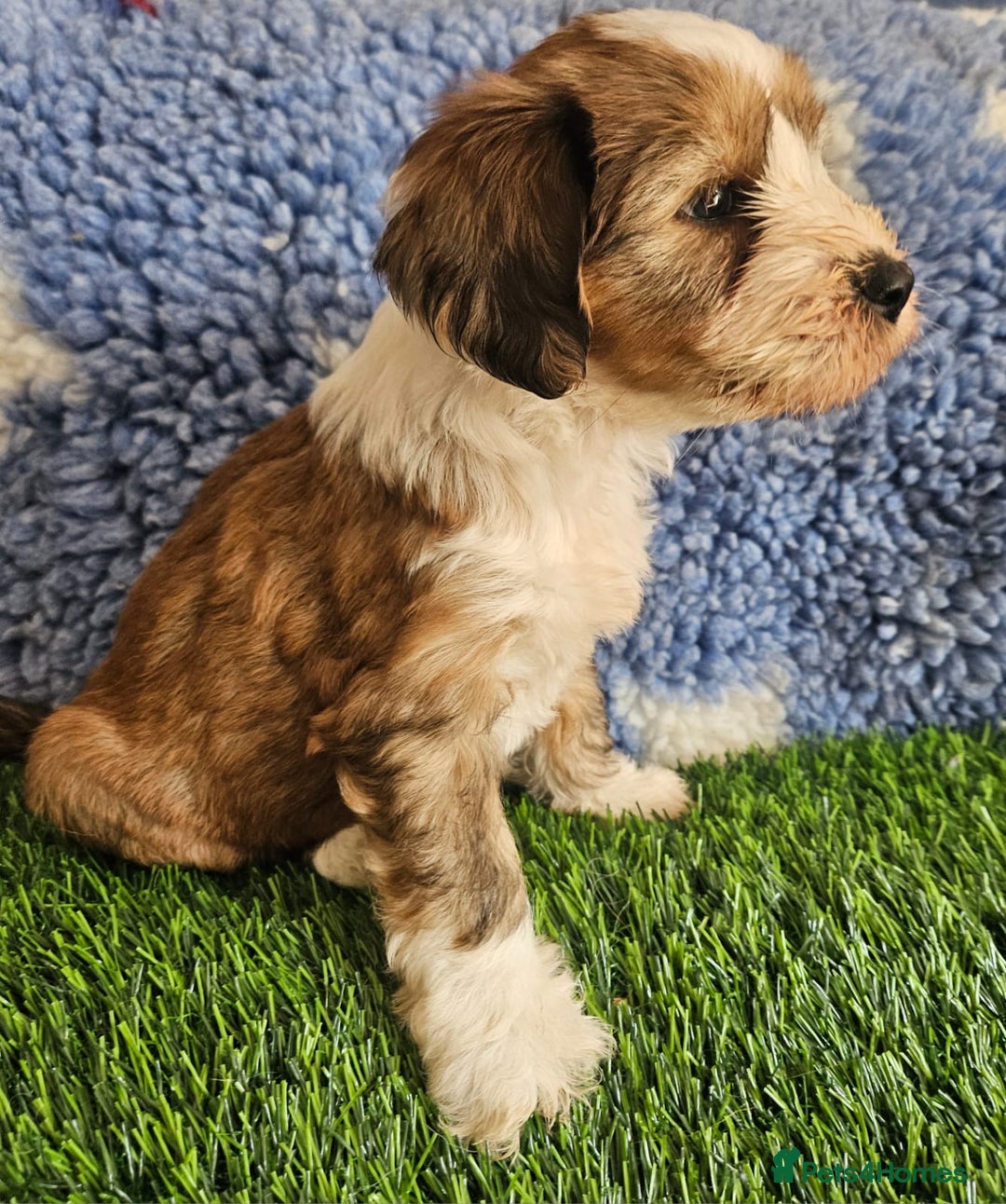 Tibetan Terrier dogs for sale: Fantastic Tibetan terriers - Image 4