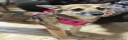 Mixed Breed dogs for adoption: ❤️🐶 ZLATA – GENTLE, THOUGHTFUL in Burton-on-Trent - Advert 14