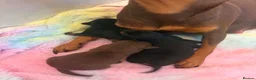 Miniature Pinscher dogs for sale: Miniature Pinschers, Chocolates - Advert 10
