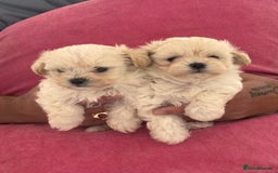 Maltipoo dogs for sale: Adorable Micro Maltipoo f1s  - Image 6