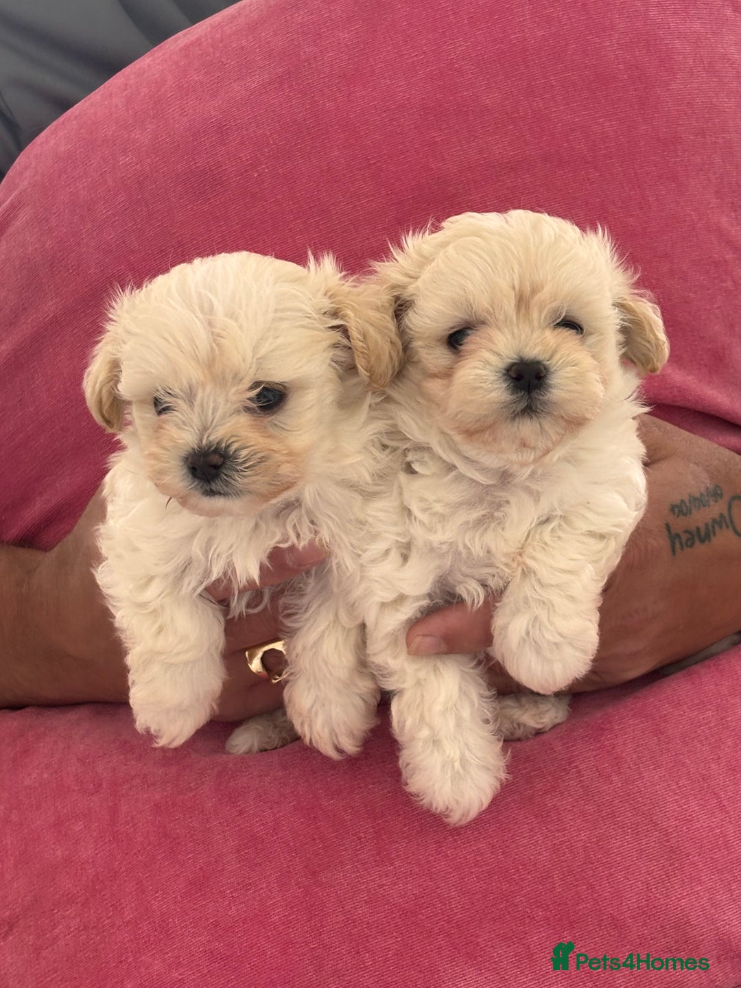 Maltipoo dogs for sale: Adorable Micro Maltipoo f1s  - Image 6