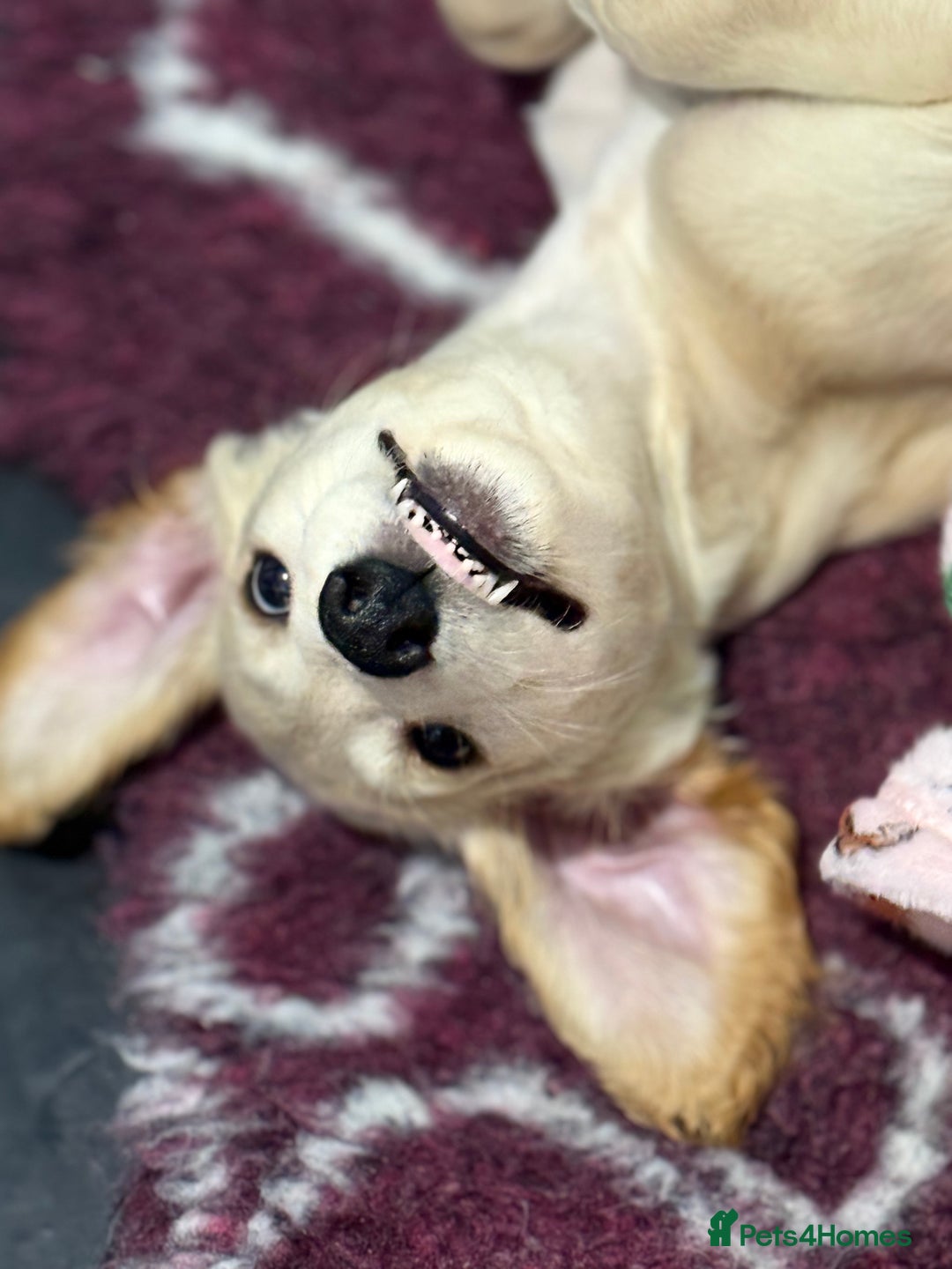 Saluki dogs for sale: Saluki 2 big boys left reduced £ - Advert 9