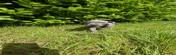 Great Dane dogs for sale: 1 boy left Ready now 8weeks old kc Great Dane's - Advert 10