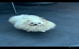 Pomeranian dogs for sale: 2 kc pomeranians male and female - Image 5