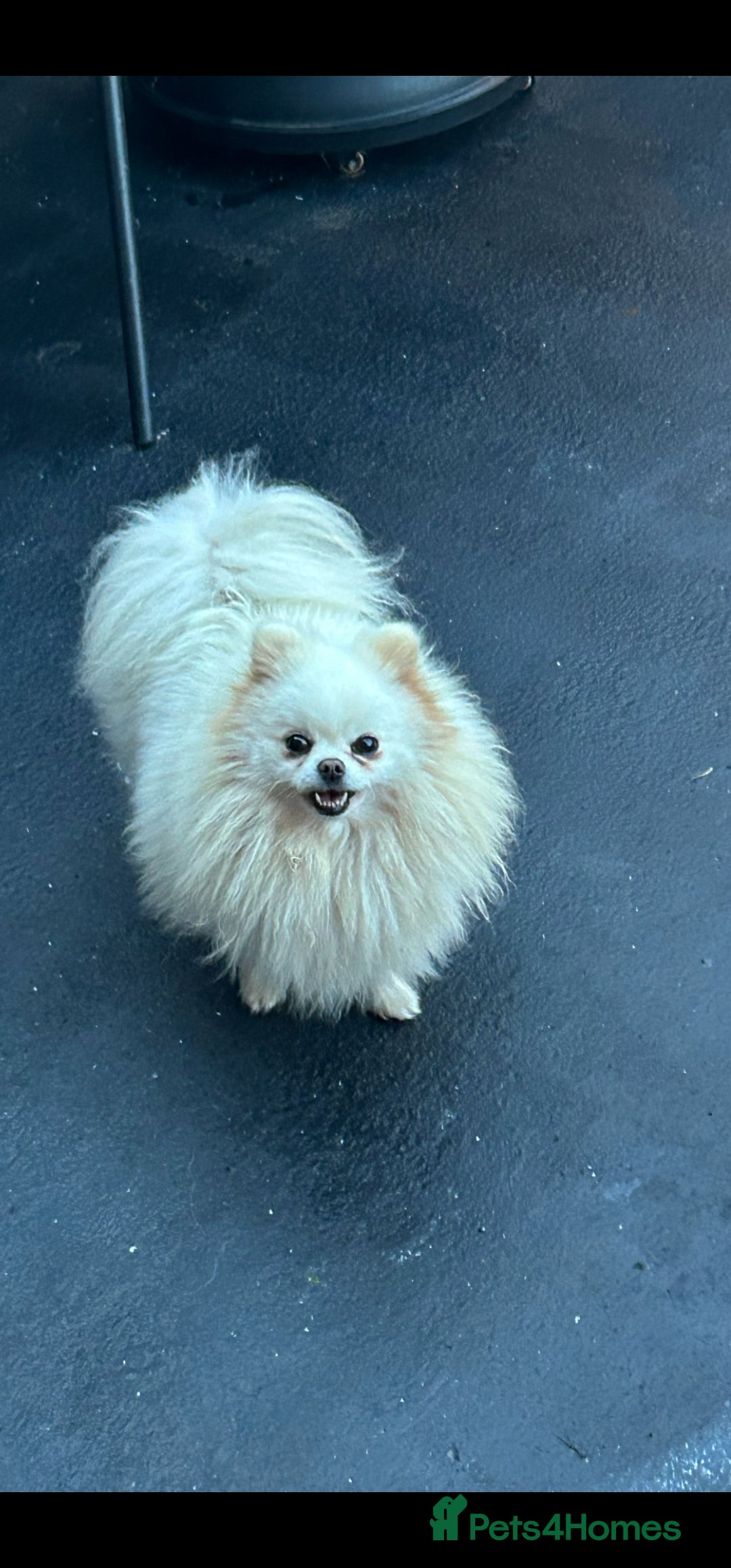 Pomeranian dogs for sale: 2 kc pomeranians male and female - Image 5