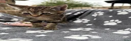 Mixed Breed cats for sale: Two beautiful and playful tabby kittens for sale! in Wisbech - Advert 8
