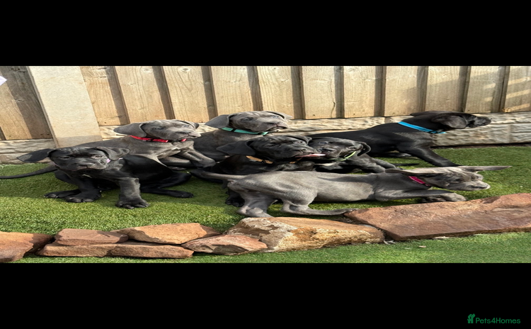 Cane Corso dogs - Advert 1