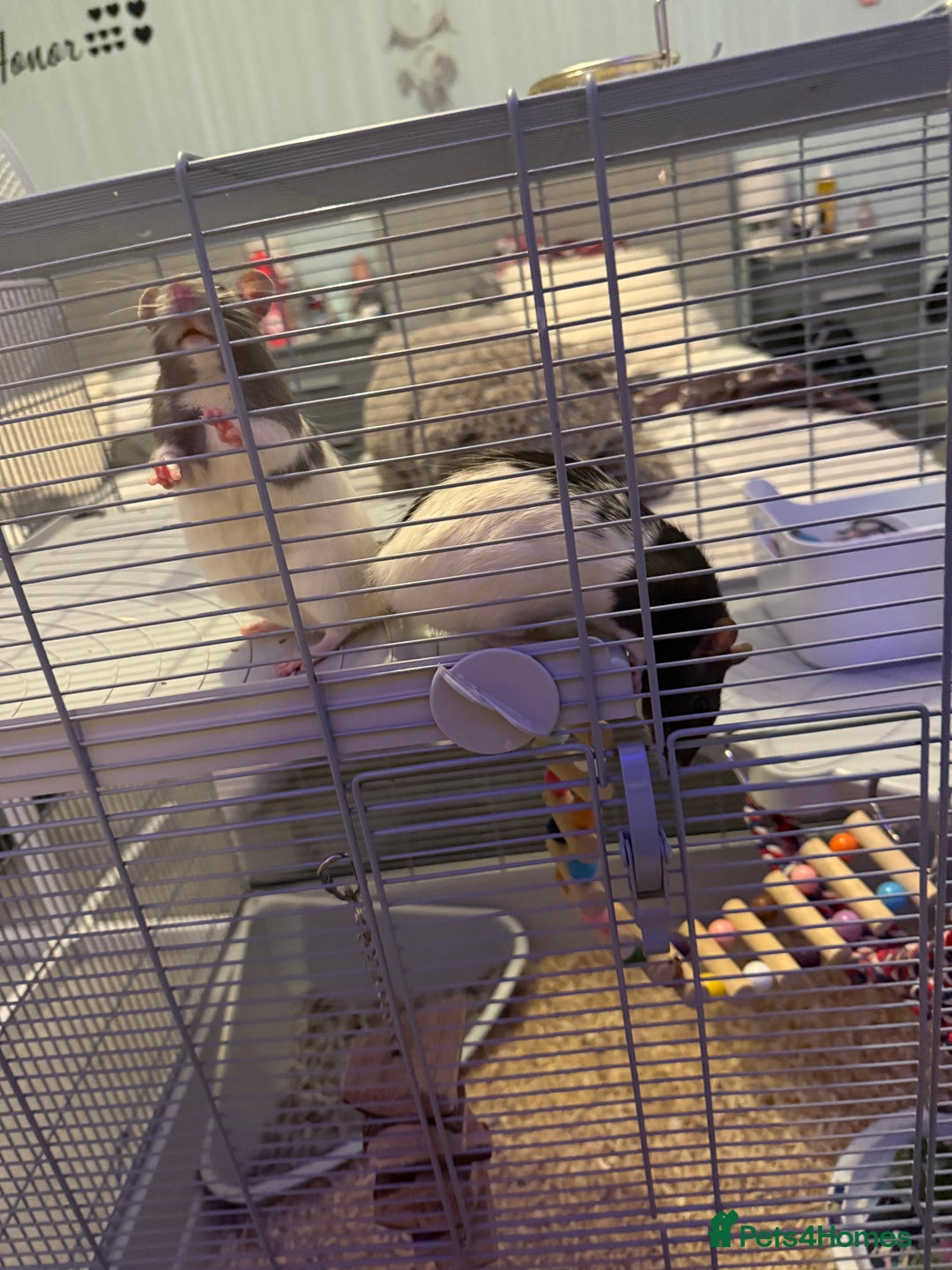 Rat rodents for sale: Female Rats x2 - Image 2