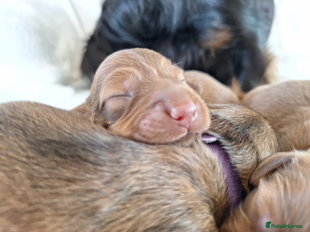 Miniature Dachshund dogs for sale: Longhaired Minature Dauchounds - Image 9