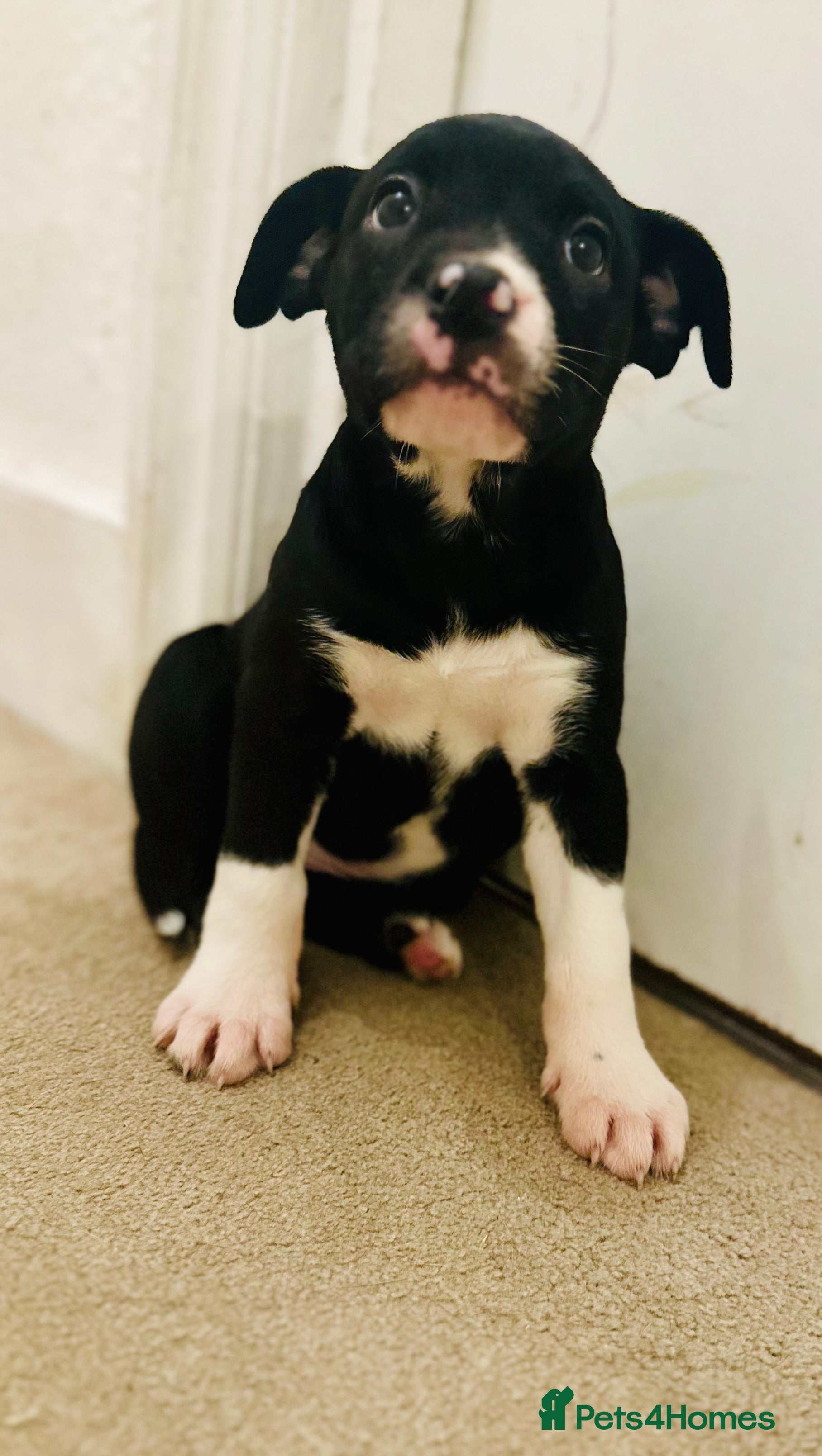 Mixed Breed dogs AVAILABLE NOW Olde English Bulldogge/Staffy Collie - Advert 2