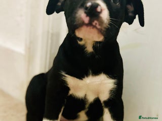 Mixed Breed dogs AVAILABLE NOW Olde English Bulldogge/Staffy Collie - Advert 2