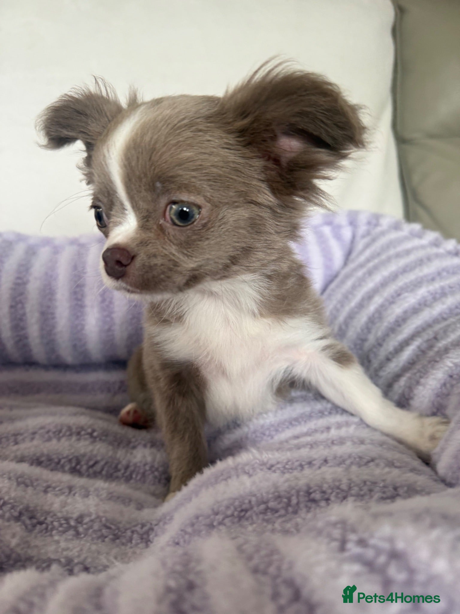 Chihuahua dogs Longhair apple head chihuahua Russian blood lines - Advert 1
